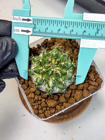 Gymnocalycium Marble (gy23) (9) | collectables