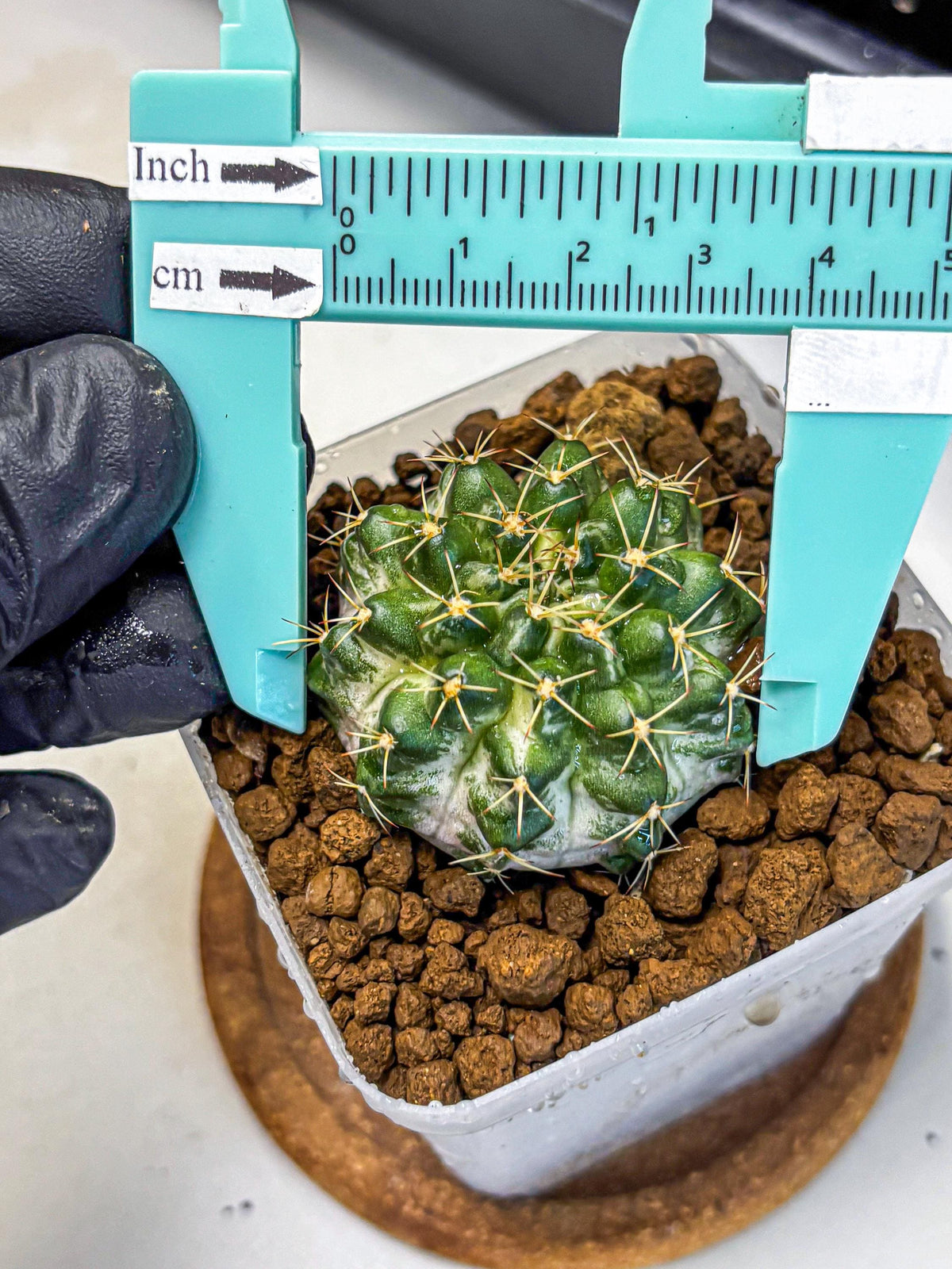 Gymnocalycium Marble (gy23) (9) | collectables