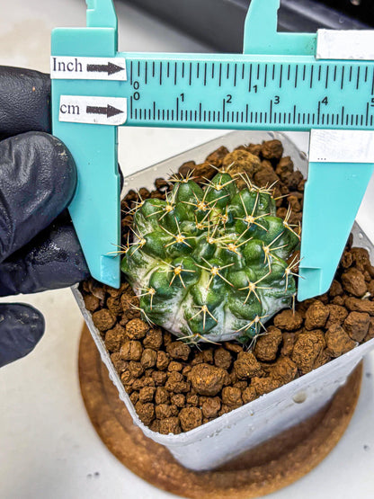 Gymnocalycium Marble (gy23) (9) | collectables