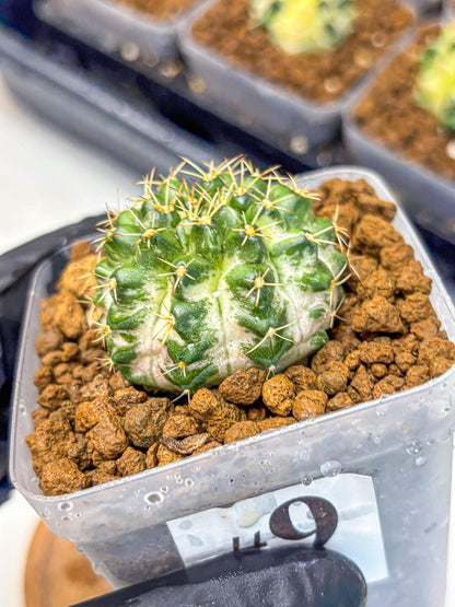 Gymnocalycium Marble (gy23) (9) | collectables