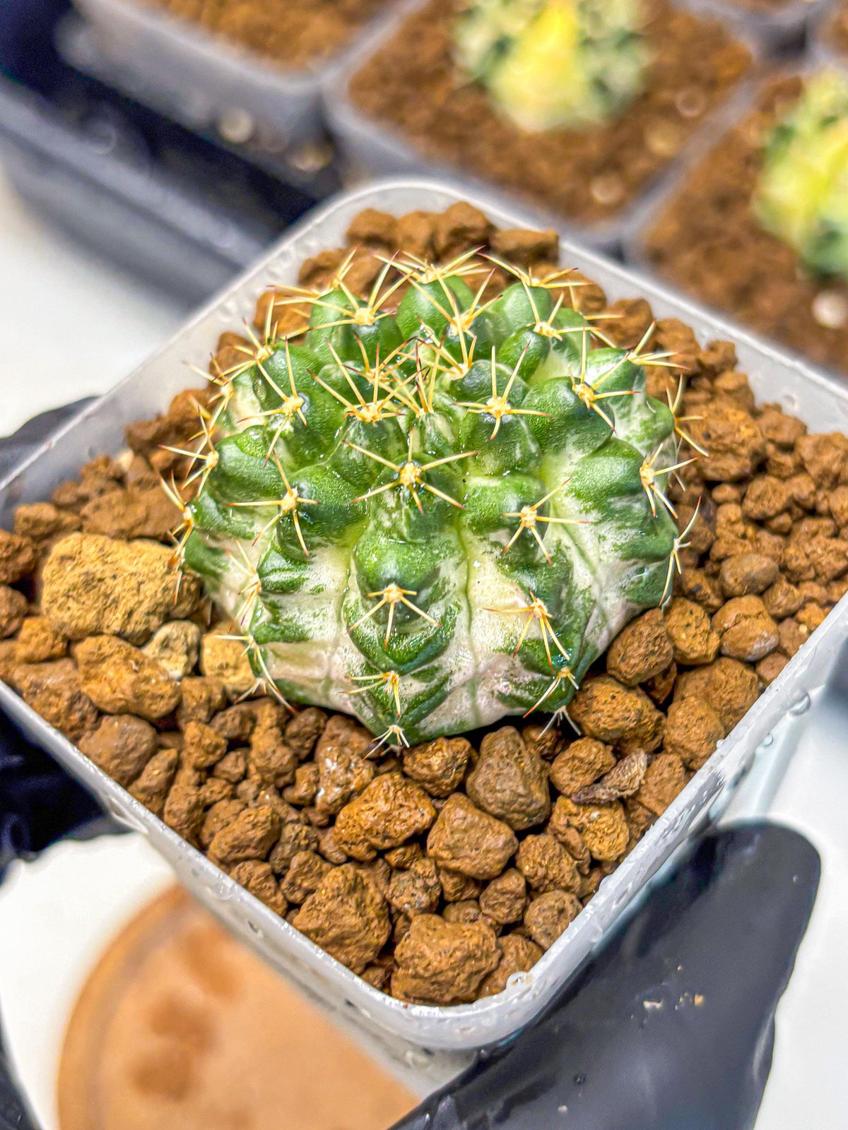 Gymnocalycium Marble (gy23) (9) | collectables