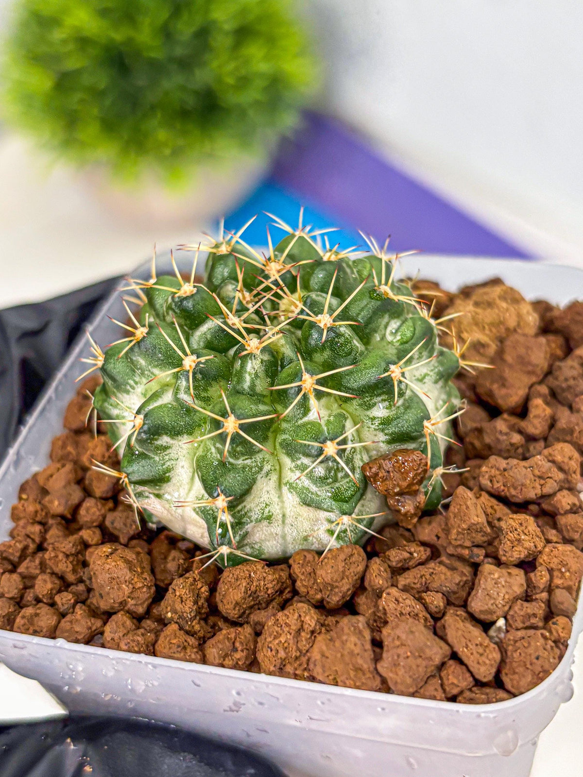 Gymnocalycium Marble (gy23) (9) | collectables