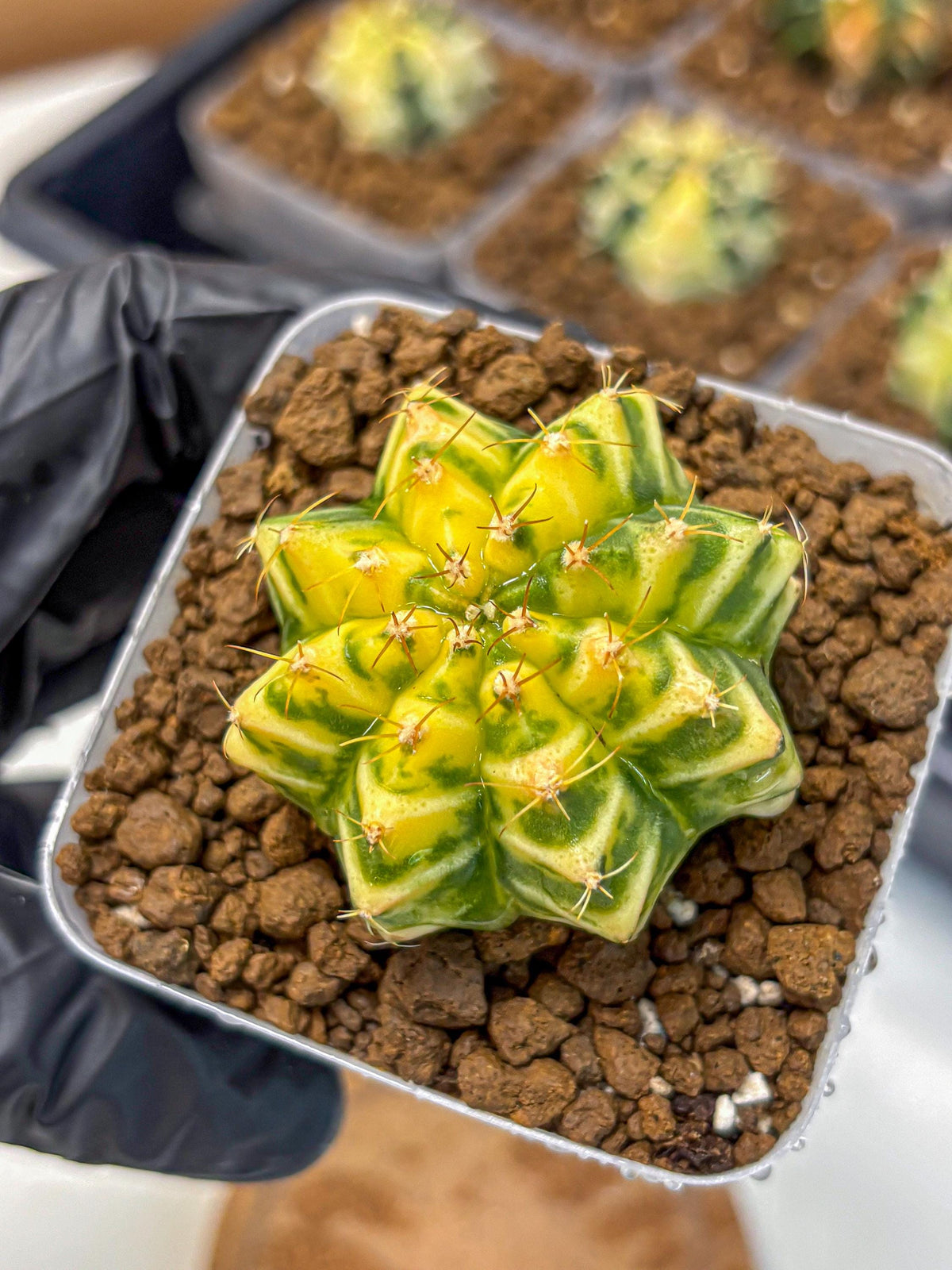 Gymnocalycium Morning Glory (gy23) (10) | Rare Hybrid cactus
