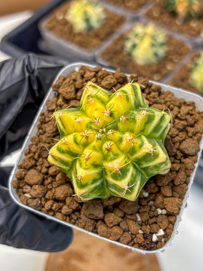 Gymnocalycium Morning Glory (gy23) (10) | Rare Hybrid cactus