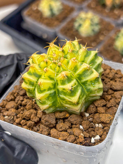 Gymnocalycium Morning Glory (gy23) (10) | Rare Hybrid cactus