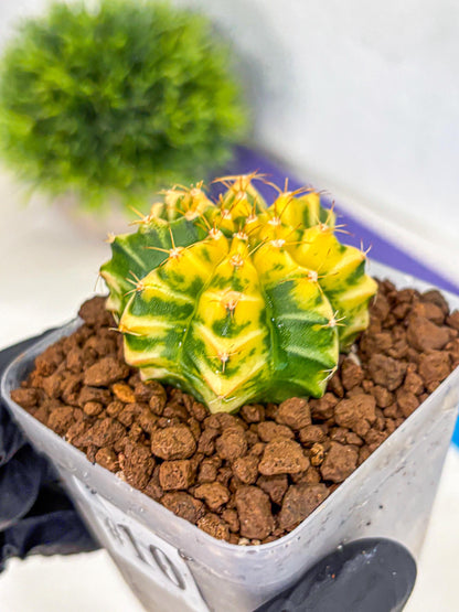 Gymnocalycium Morning Glory (gy23) (10) | Rare Hybrid cactus