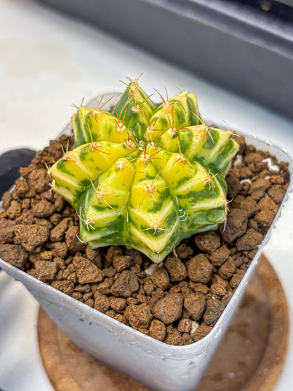 Gymnocalycium Morning Glory (gy23) (10) | Rare Hybrid cactus