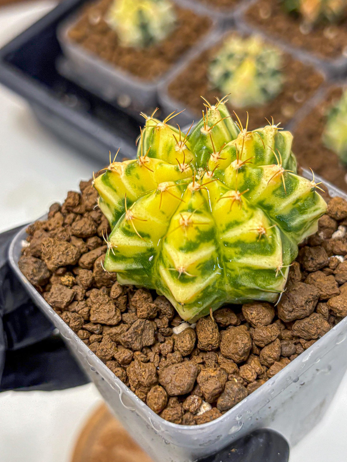 Gymnocalycium Morning Glory (gy23) (10) | Rare Hybrid cactus