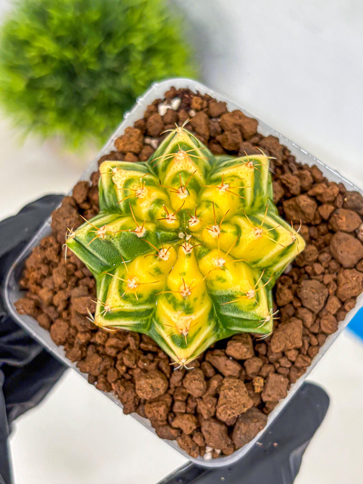 Gymnocalycium Morning Glory (gy23) (10) | Rare Hybrid cactus
