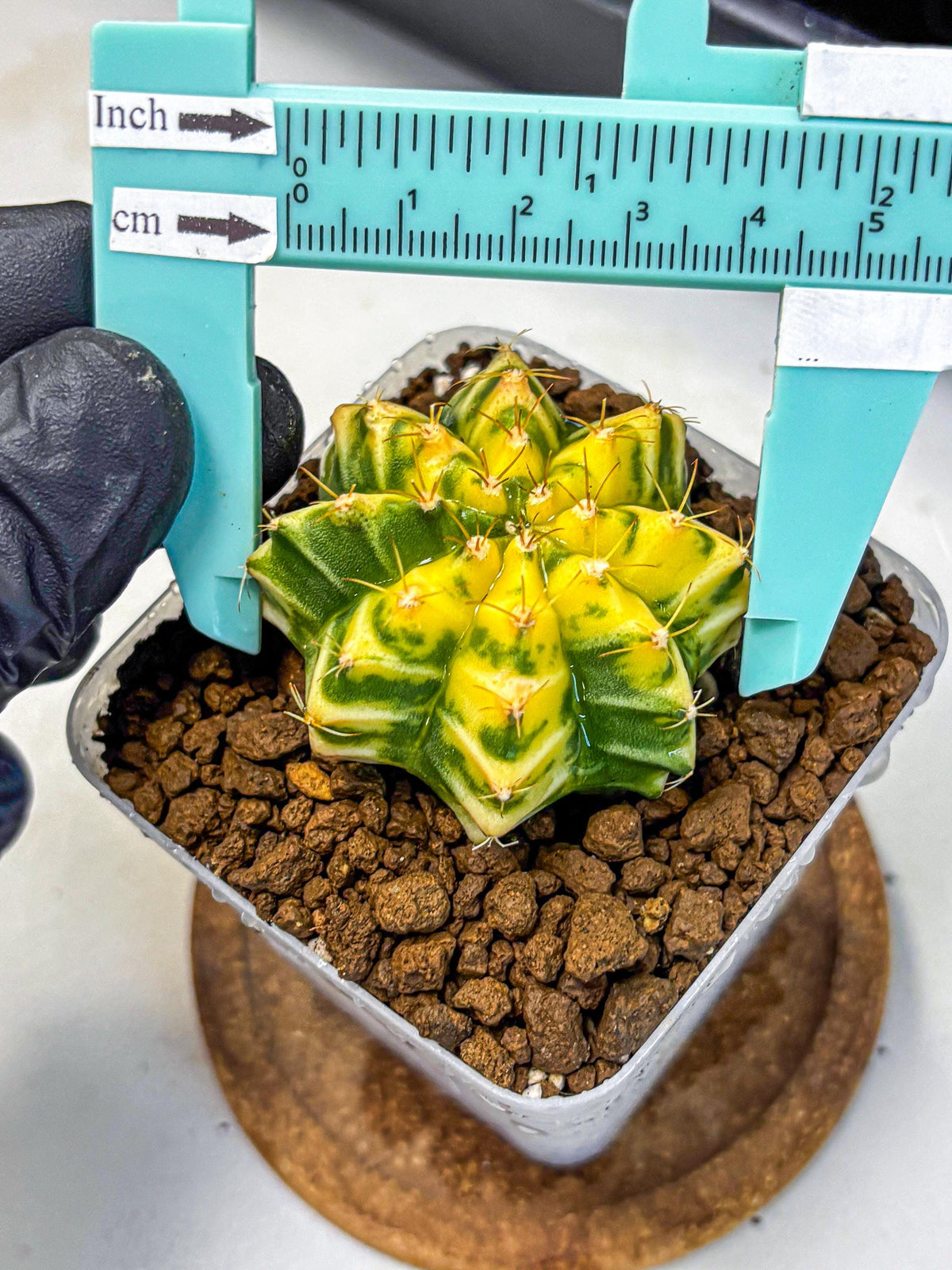 Gymnocalycium Morning Glory (gy23) (10) | Rare Hybrid cactus