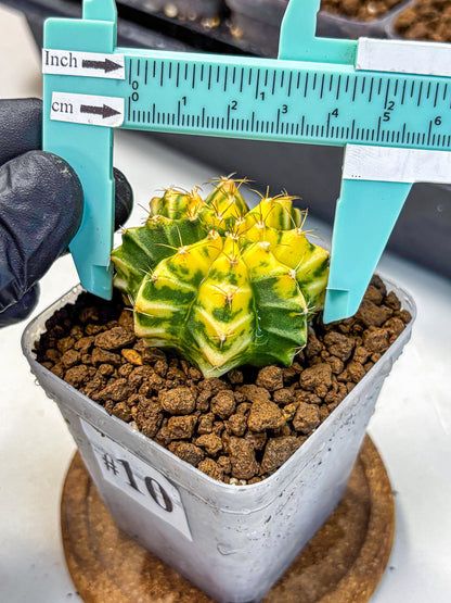 Gymnocalycium Morning Glory (gy23) (10) | Rare Hybrid cactus