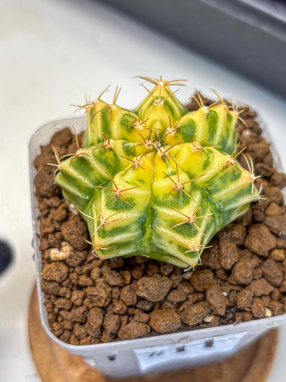 Gymnocalycium Morning Glory (gy23) (11) | Rare Hybrid cactus