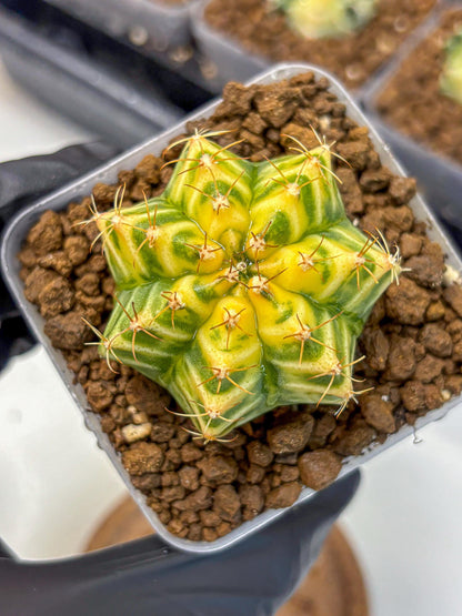 Gymnocalycium Morning Glory (gy23) (11) | Rare Hybrid cactus