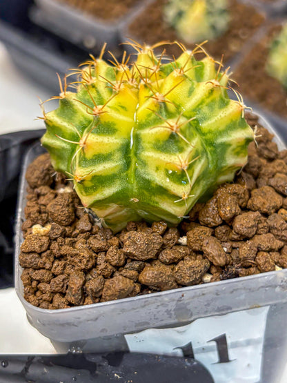 Gymnocalycium Morning Glory (gy23) (11) | Rare Hybrid cactus