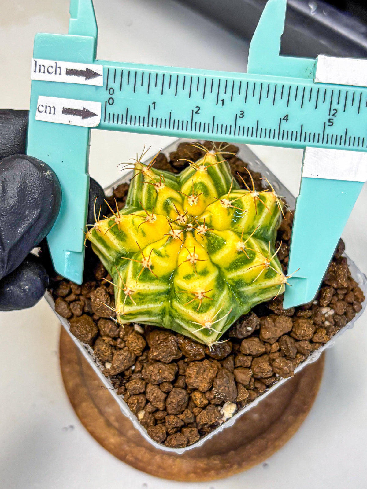 Gymnocalycium Morning Glory (gy23) (11) | Rare Hybrid cactus