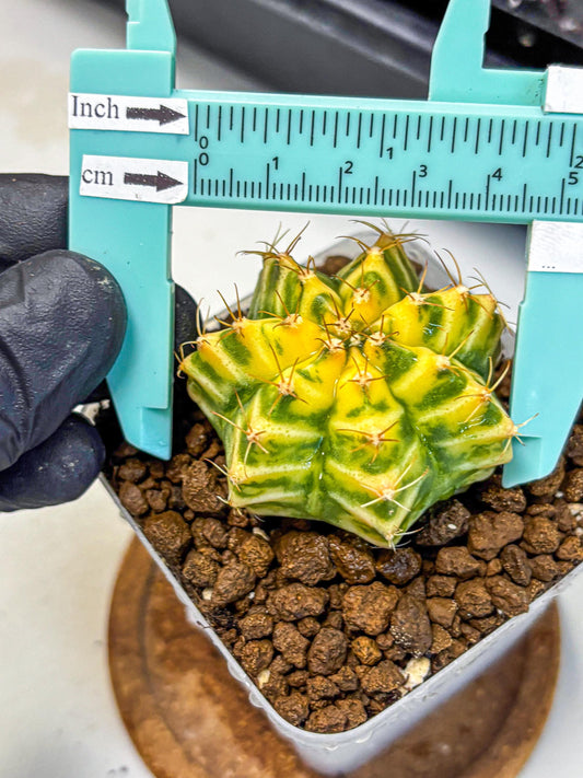 Gymnocalycium Morning Glory (gy23) (11) | Rare Hybrid cactus