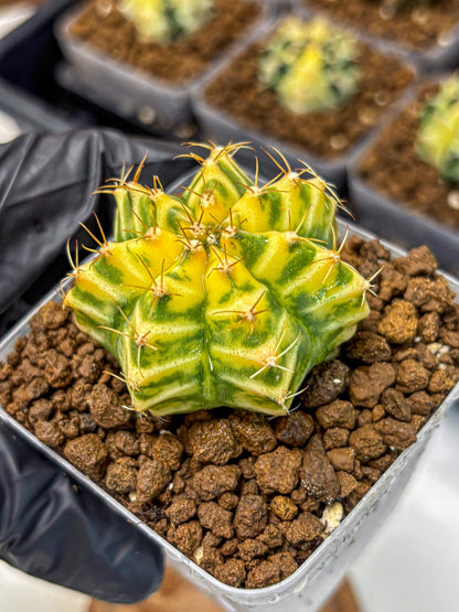 Gymnocalycium Morning Glory (gy23) (11) | Rare Hybrid cactus