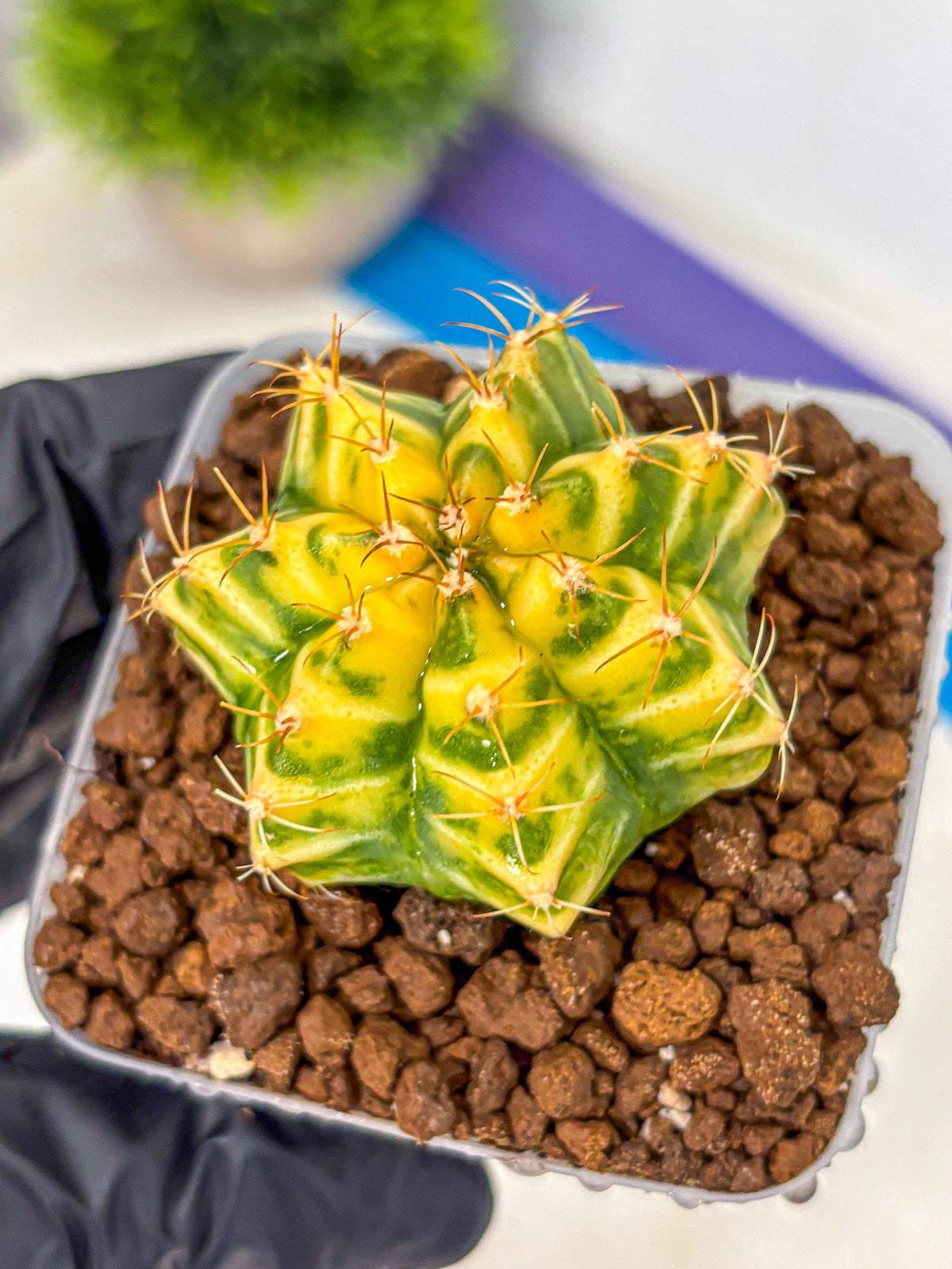Gymnocalycium Morning Glory (gy23) (11) | Rare Hybrid cactus