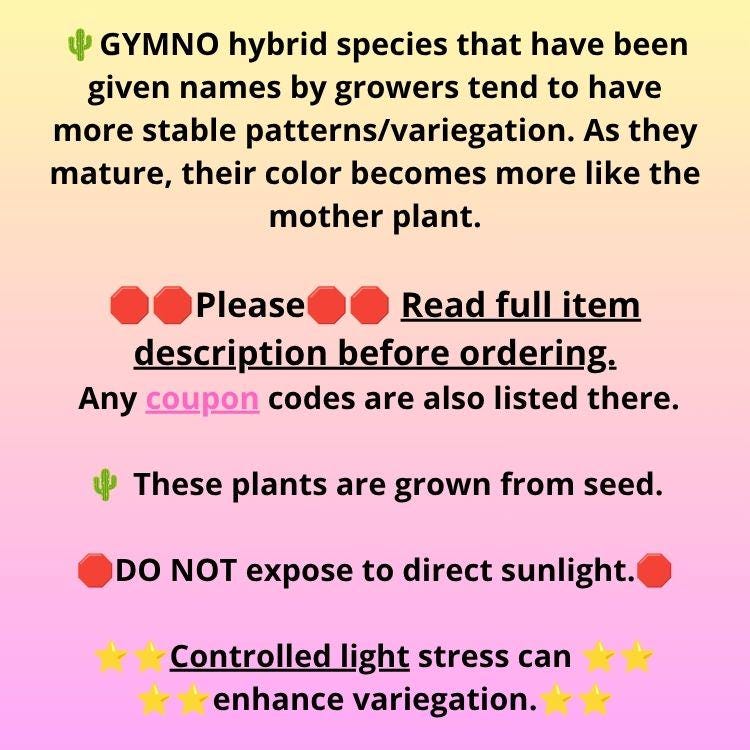 Gymnocalycium Fire Opal (gy23) (13) | Rare Hybrid cactus