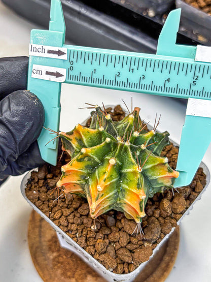 Gymnocalycium Fire Opal (gy23) (11) | Rare Hybrid cactus