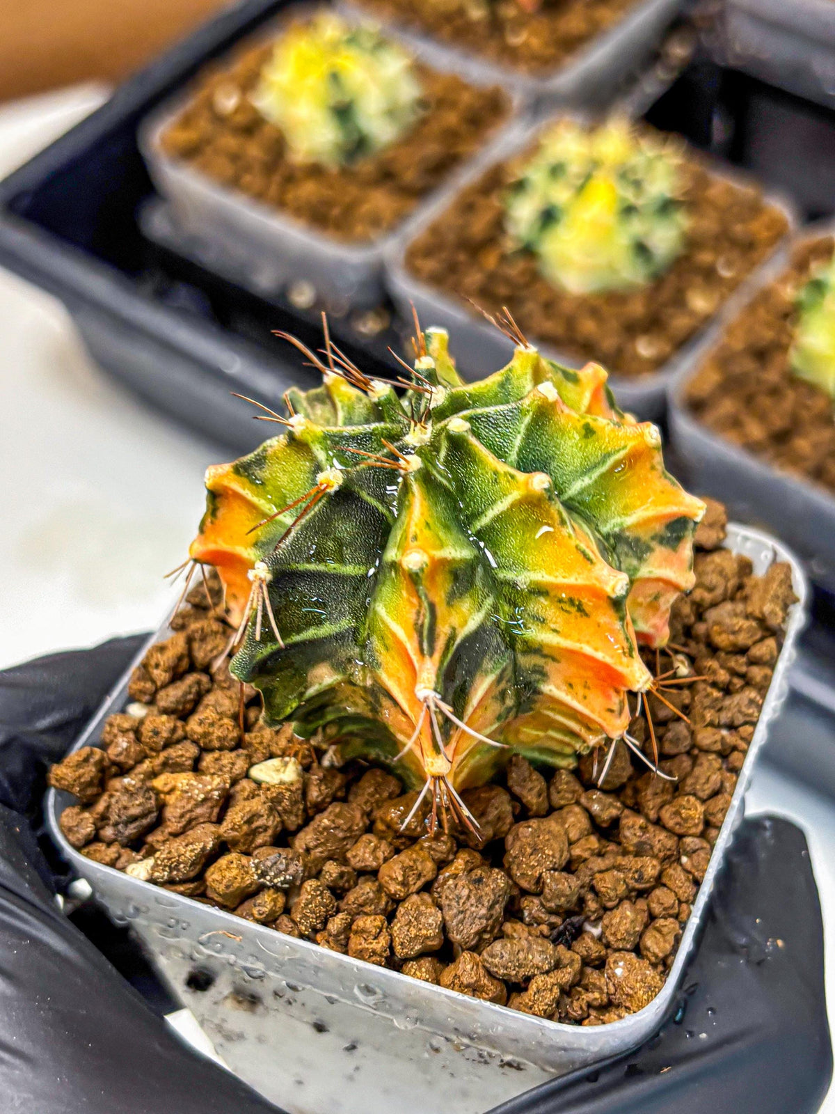 Gymnocalycium Fire Opal (gy23) (11) | Rare Hybrid cactus