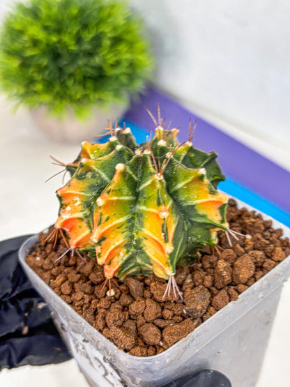 Gymnocalycium Fire Opal (gy23) (11) | Rare Hybrid cactus