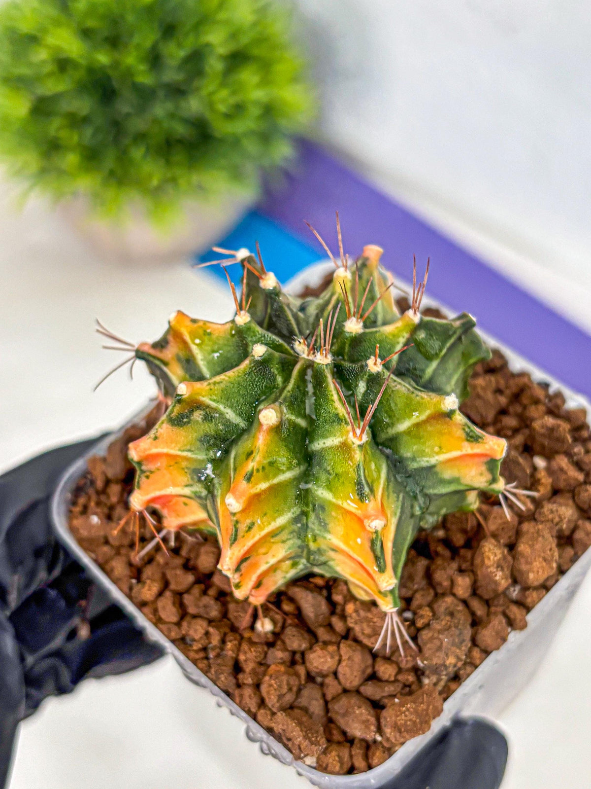 Gymnocalycium Fire Opal (gy23) (11) | Rare Hybrid cactus