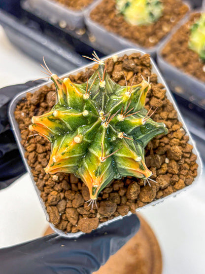 Gymnocalycium Fire Opal (gy23) (11) | Rare Hybrid cactus