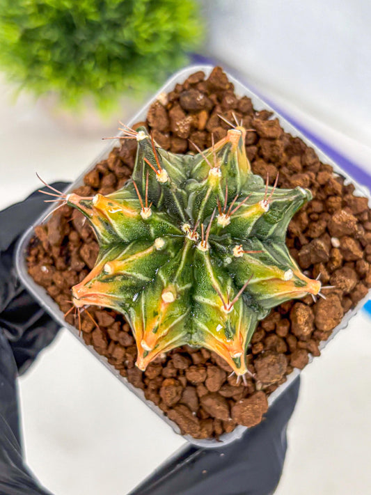 Gymnocalycium Fire Opal (gy23) (11) | Rare Hybrid cactus