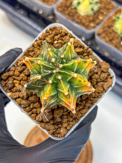 Gymnocalycium Fire Opal (gy23) (11) | Rare Hybrid cactus