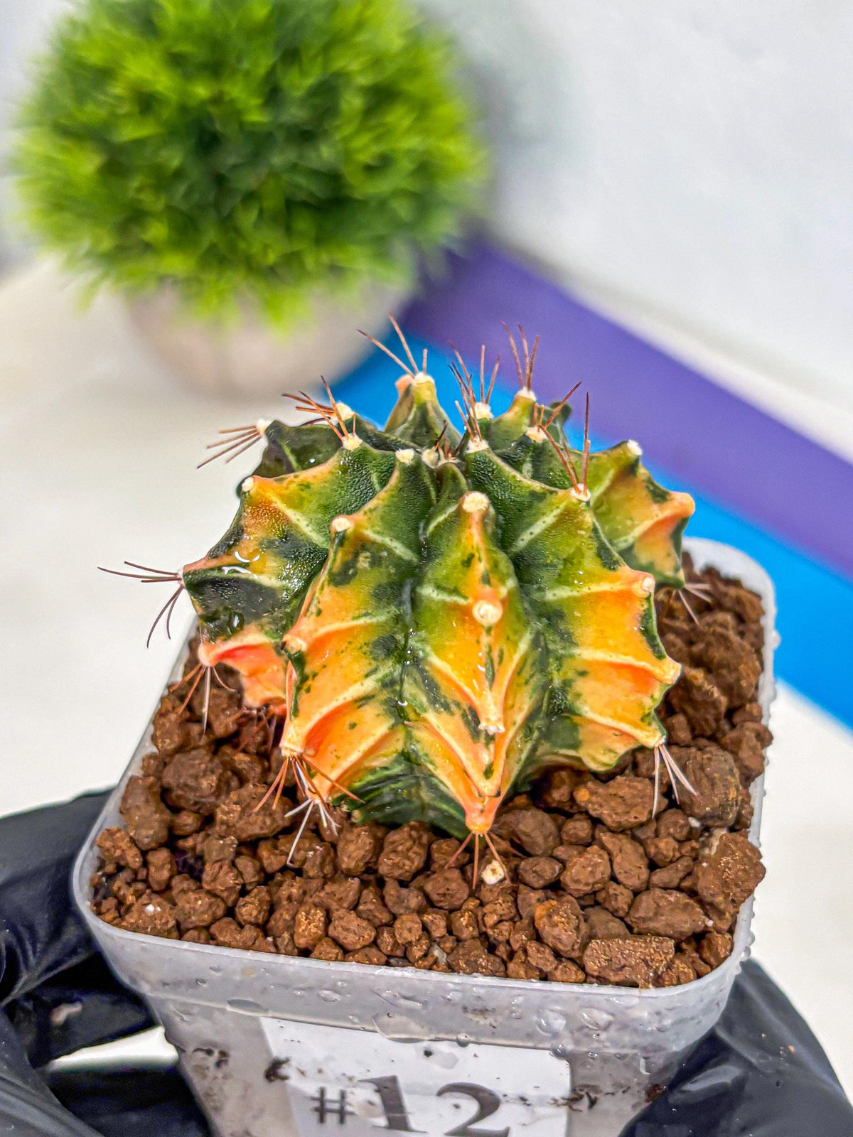 Gymnocalycium Fire Opal (gy23) (11) | Rare Hybrid cactus