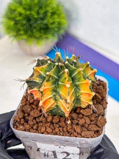 Gymnocalycium Fire Opal (gy23) (11) | Rare Hybrid cactus