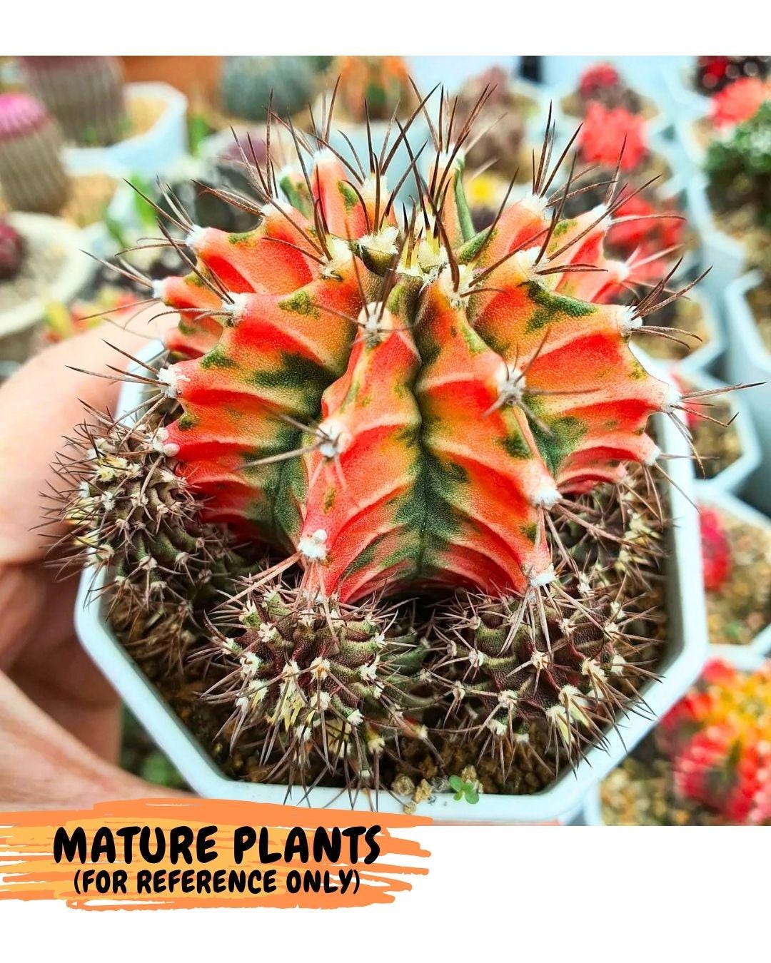 Gymnocalycium Fire Opal (gy23) (13) | Rare Hybrid cactus