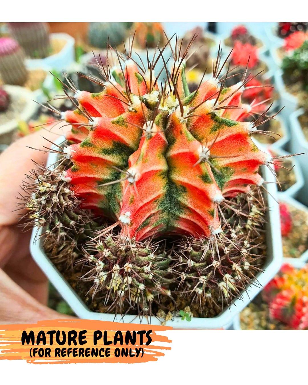 Gymnocalycium Fire Opal (gy23) (11) | Rare Hybrid cactus
