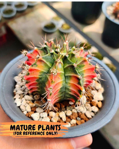Gymnocalycium Fire Opal (gy23) (13) | Rare Hybrid cactus