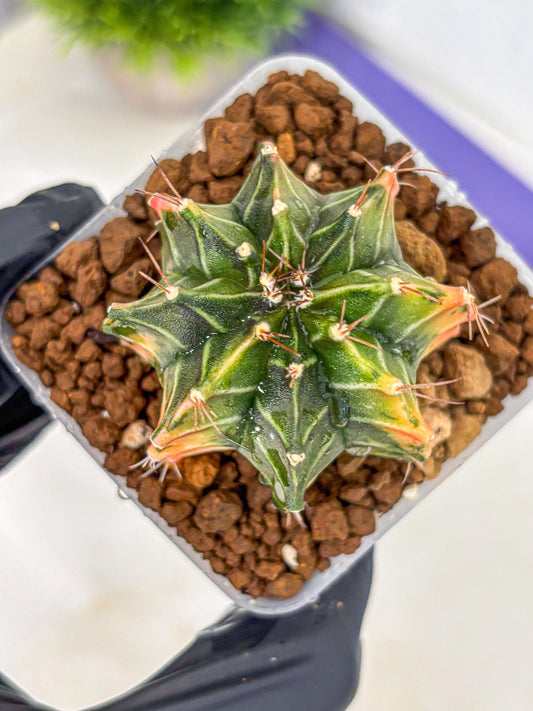 Gymnocalycium Fire Opal (gy23) (13) | Rare Hybrid cactus