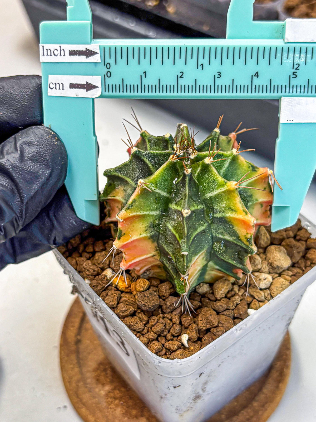 Gymnocalycium Fire Opal (gy23) (13) | Rare Hybrid cactus