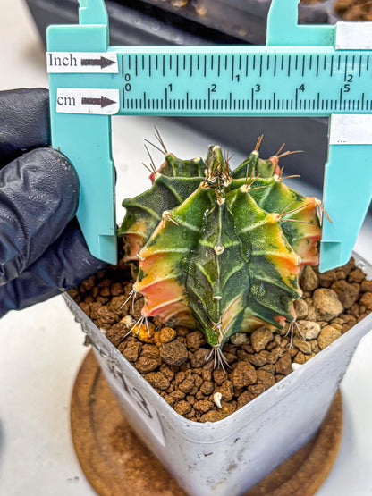 Gymnocalycium Fire Opal (gy23) (13) | Rare Hybrid cactus