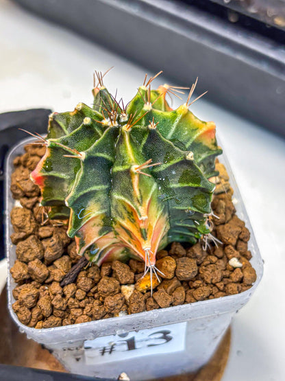 Gymnocalycium Fire Opal (gy23) (13) | Rare Hybrid cactus
