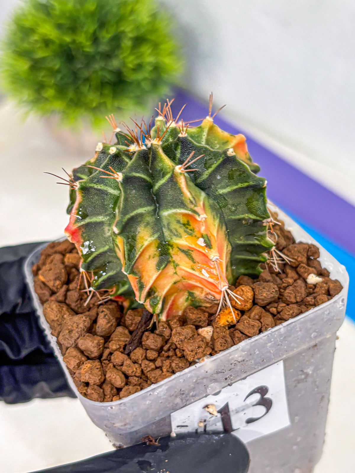 Gymnocalycium Fire Opal (gy23) (13) | Rare Hybrid cactus