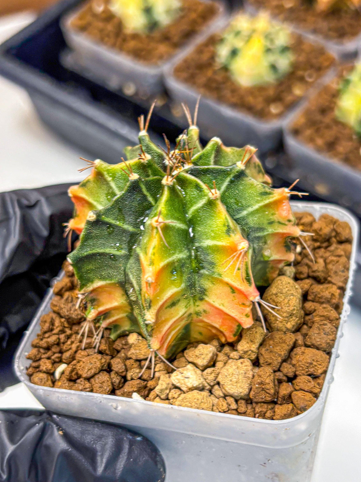 Gymnocalycium Fire Opal (gy23) (13) | Rare Hybrid cactus