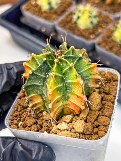 Gymnocalycium Fire Opal (gy23) (13) | Rare Hybrid cactus