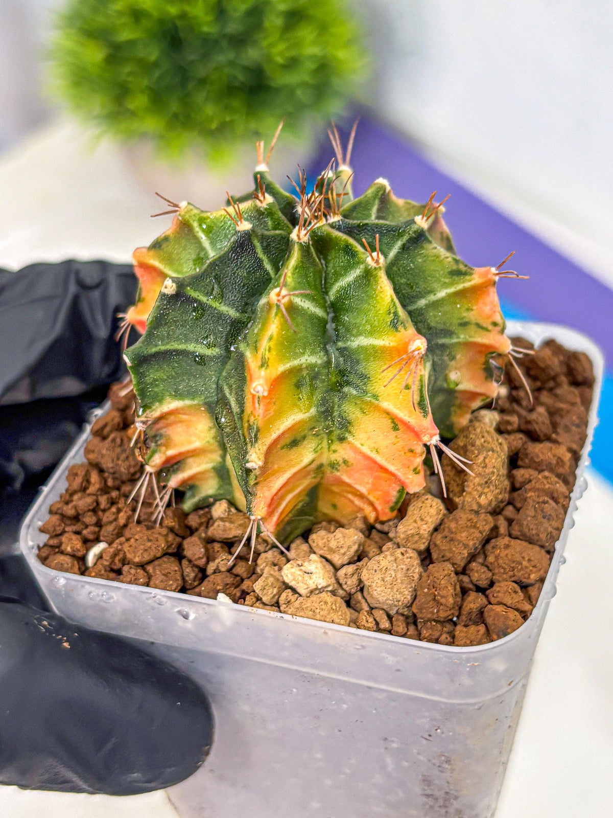 Gymnocalycium Fire Opal (gy23) (13) | Rare Hybrid cactus