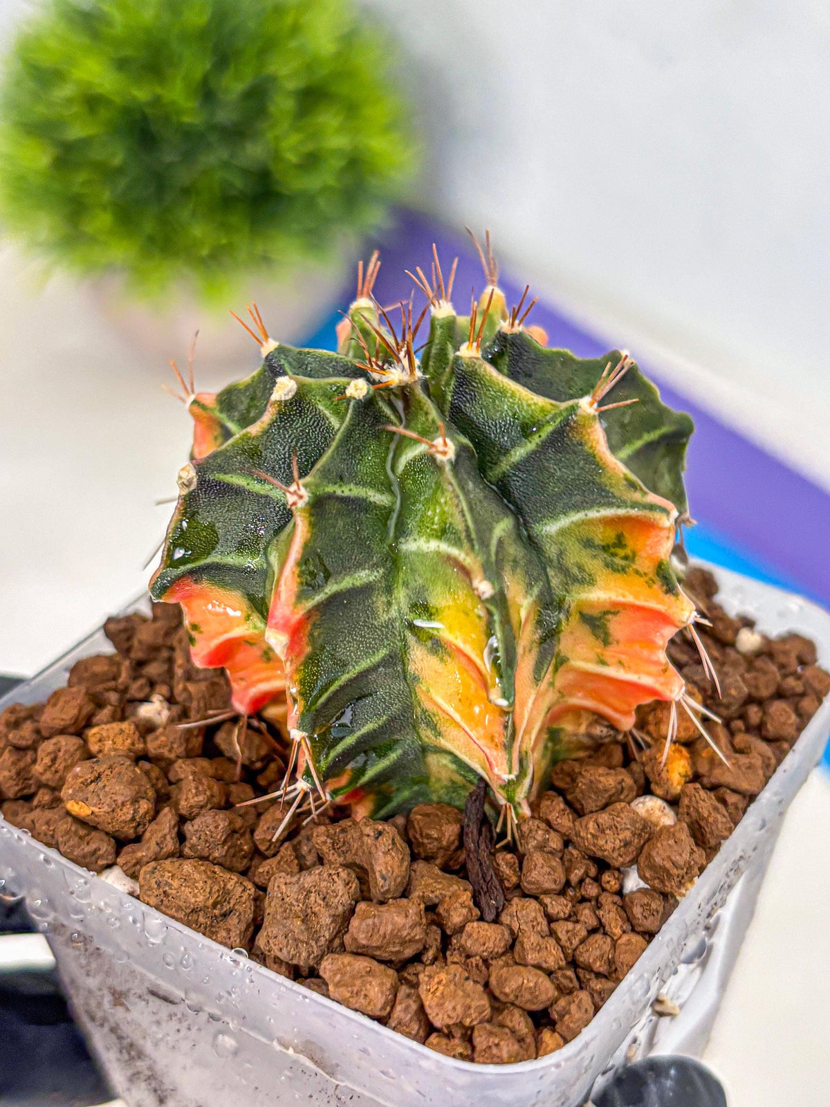 Gymnocalycium Fire Opal (gy23) (13) | Rare Hybrid cactus