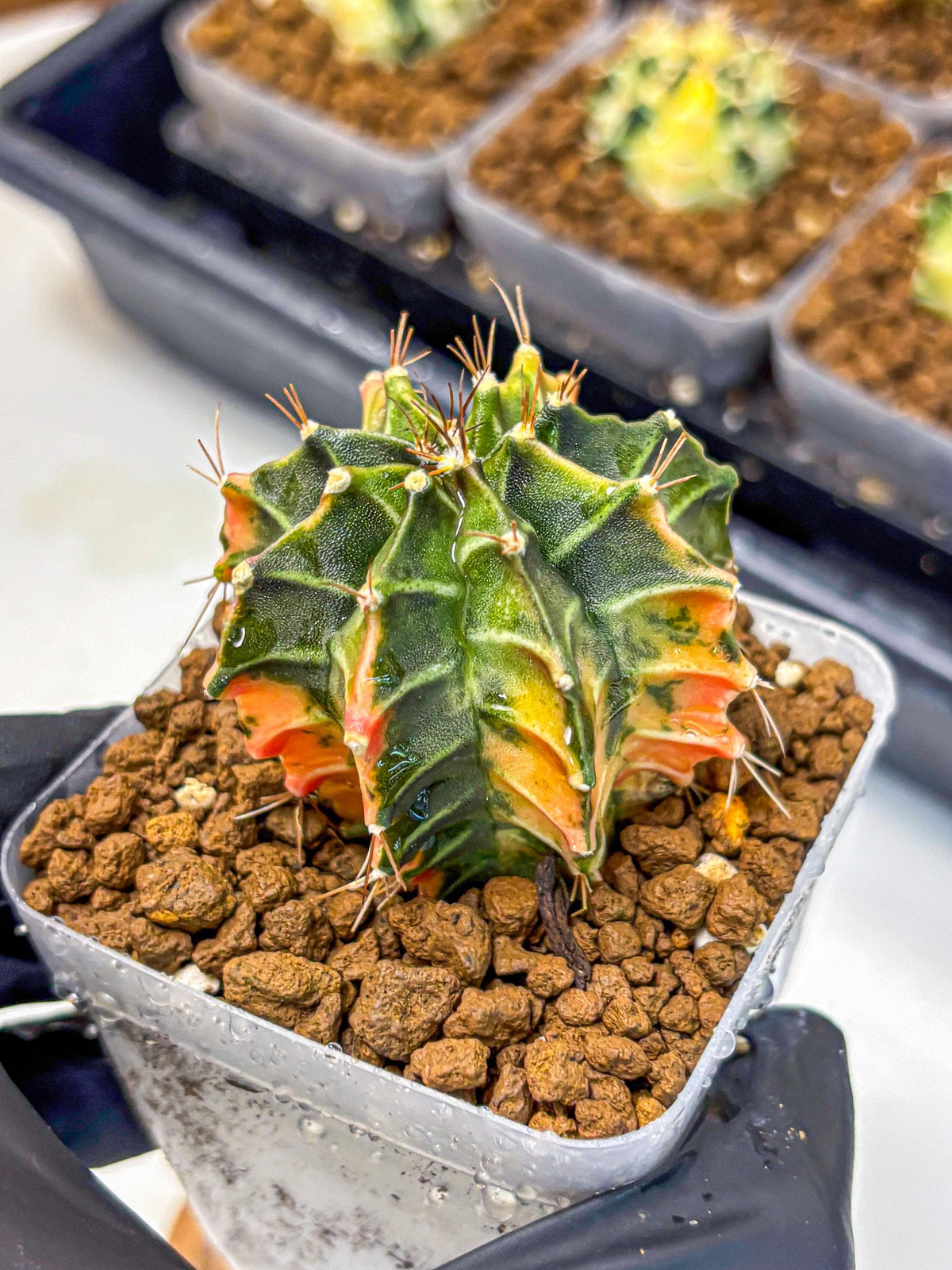 Gymnocalycium Fire Opal (gy23) (13) | Rare Hybrid cactus