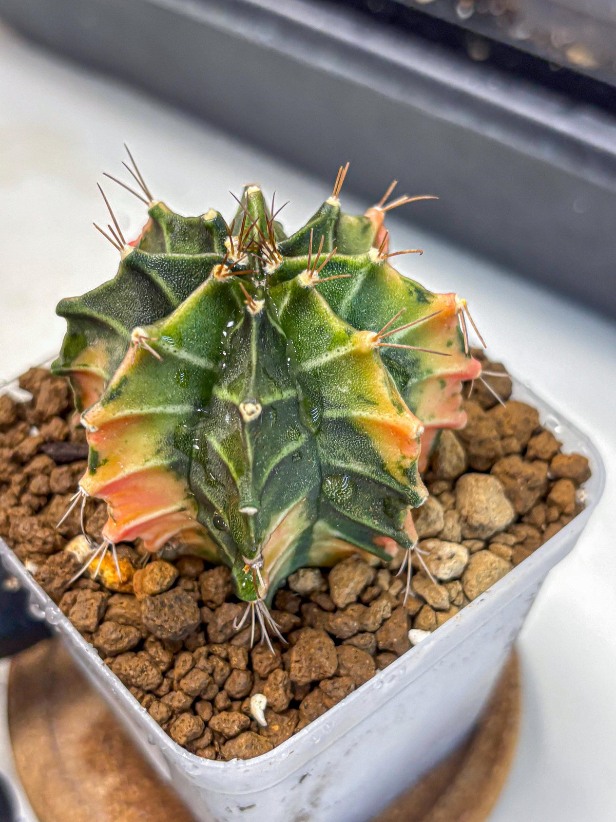 Gymnocalycium Fire Opal (gy23) (13) | Rare Hybrid cactus