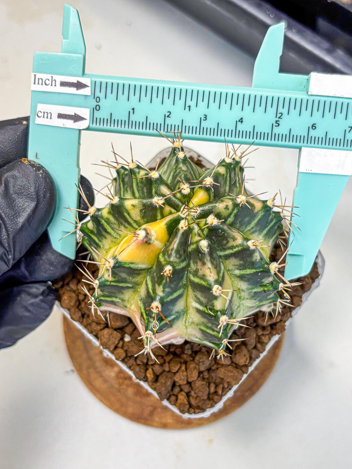 Gymnocalycium Dragon Egg (gy23) (14) | Hybrid