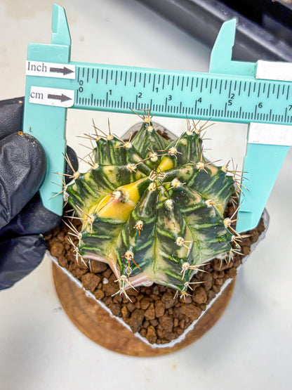 Gymnocalycium Dragon Egg (gy23) (14) | Hybrid