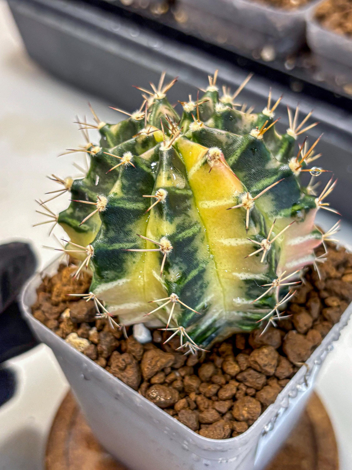 Gymnocalycium Dragon Egg (gy23) (14) | Hybrid
