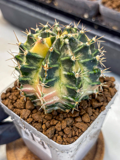 Gymnocalycium Dragon Egg (gy23) (14) | Hybrid